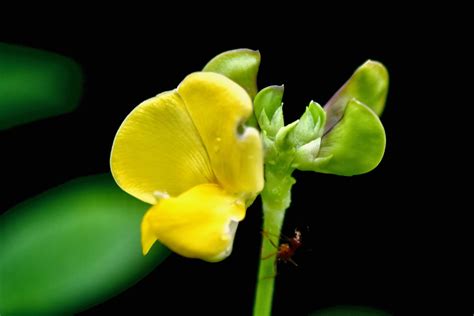 Cowpea Flower