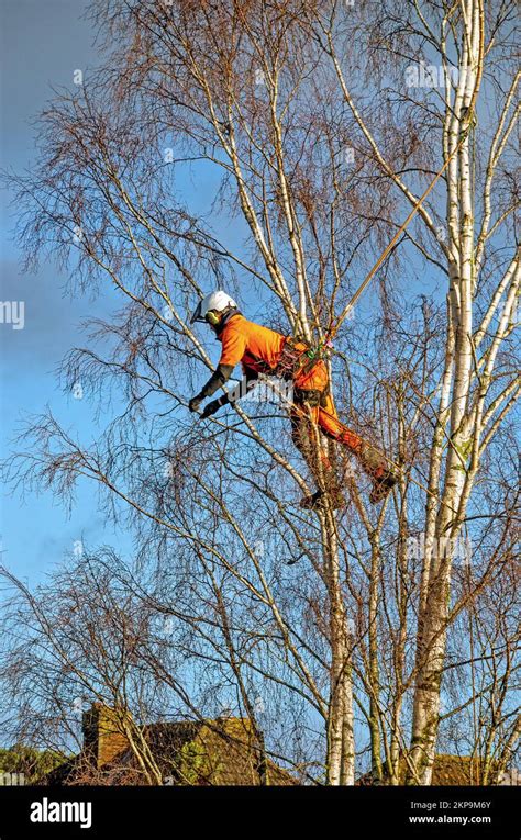 Tree Surgeon Topping Silver Birch Tree Hi Res Stock Photography And