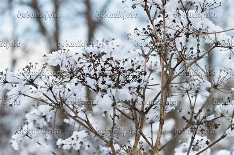 Images Seseli - Images of Plants and Gardens - botanikfoto