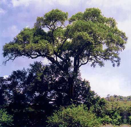 Jackalberry Tree - Diospyros mespiliformis