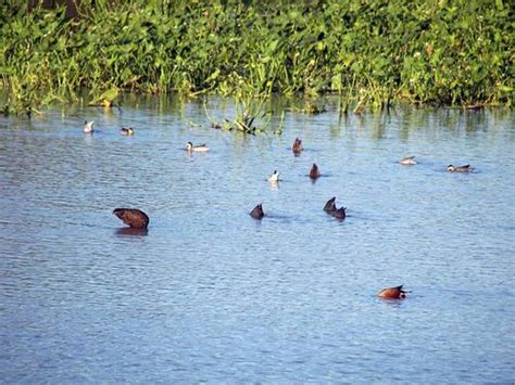 Ubicado A Orillas Del Río Paraná El Parque Nacional Pre Delta Es Una