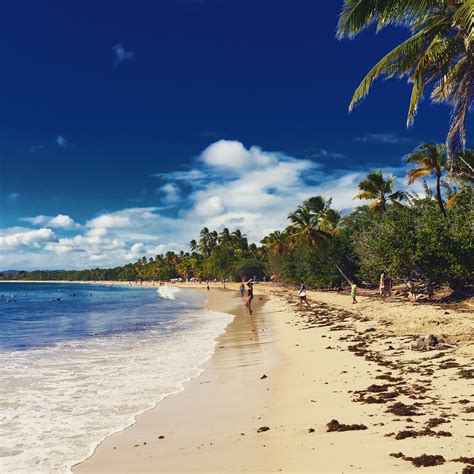 Decouvrez La Plage Des Salines De La Martinique Touristmartinique Images