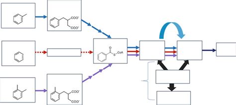 2 Anaerobic Biodegradation Pathways For Benzene Toluene And Xylene