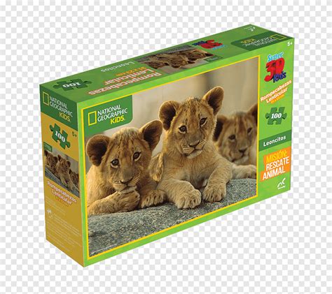 Fauna da Lion Earth Scholastic Corporation Fauna Vida selvagem leão