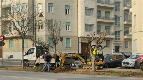 Cuneo Nuovi Alberi Per Viale Angeli Via Al Progetto Di