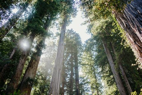 Meet Hyperion The Tallest Tree In The World And Other Leafy Giants