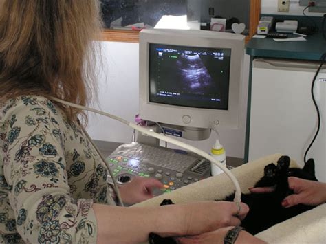 Radiology Suiteultrasonography Seneca Falls Ny Veterinarian Animal