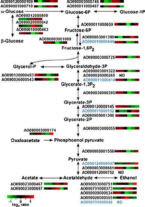 Expression Profiles Of Genes Encoding Enzymes For Glycolytic Pathway