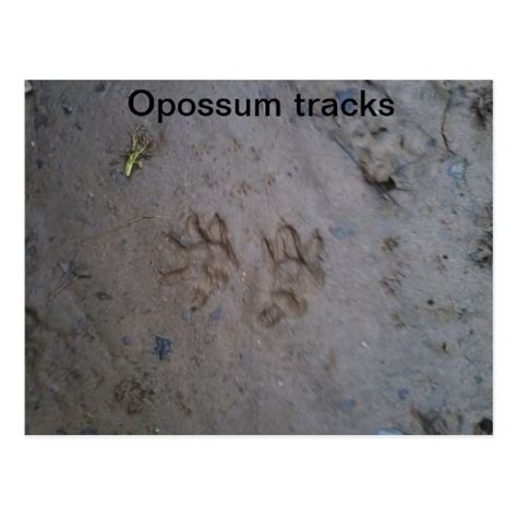 Opossum tracks postcard | Zazzle