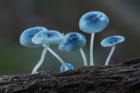 10 Beautiful And Special Mushrooms From Around The World Boglar Champ