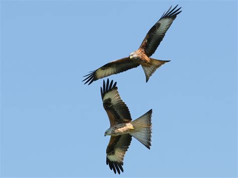 Red Kite Bird Facts (Milvus milvus) | Birdfact