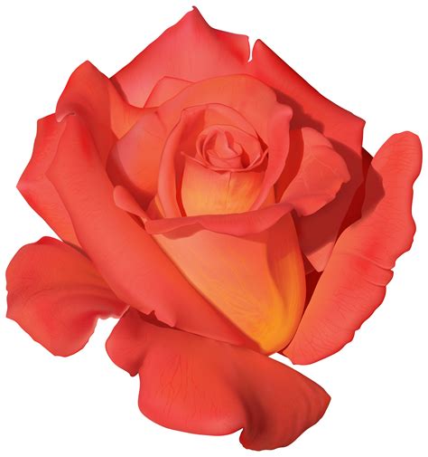 Orange Rose Png Clipart Png