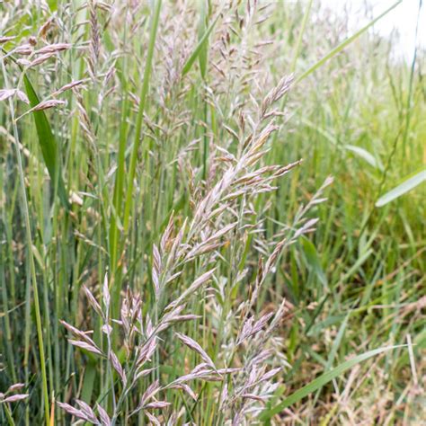 Schedonorus Pratensis Meadow Fescue Poaceae Coastal Pa Flickr