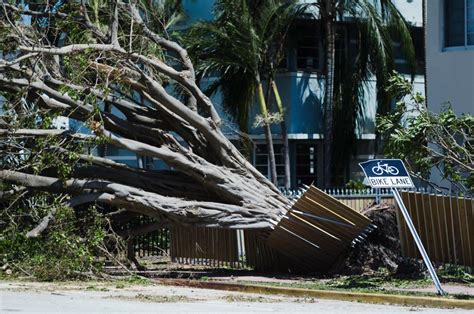 Follow These Guidelines To Get Your Trees Yard Ready For Hurricane Or