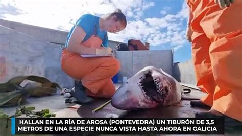 Hallan en la ría de Arosa Pontevedra un tiburón de 3 5 metros de una