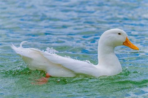 Pekin Duck: Breed Information, Pictures & Facts - Bird Helpful