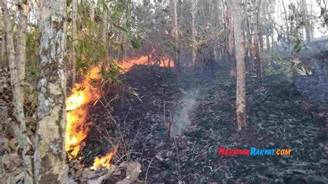 Diduga Sengaja Dibakar 3 Hektar Hutan Jati Di Pamarican Ciamis Ludes