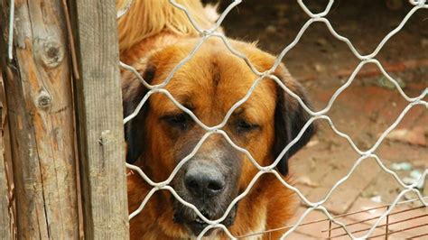 BELLISSIMA NOTIZIA Bloccata La Deportazione Dei Cani Dal Canile