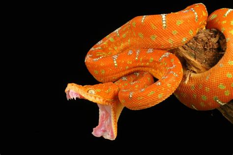 Intense Snake Fear Reptiles Magazine
