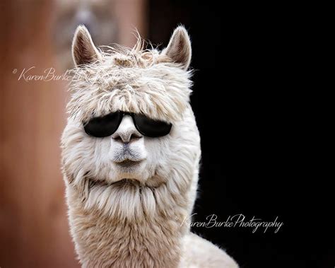 Funny Alpaca Print, Alpaca Photography, Funny Animals, Animals in Sunglasses, Cool Dude ...