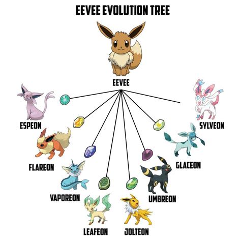 Give Eevee Any Stone Evolutieon Pok Mon Amino