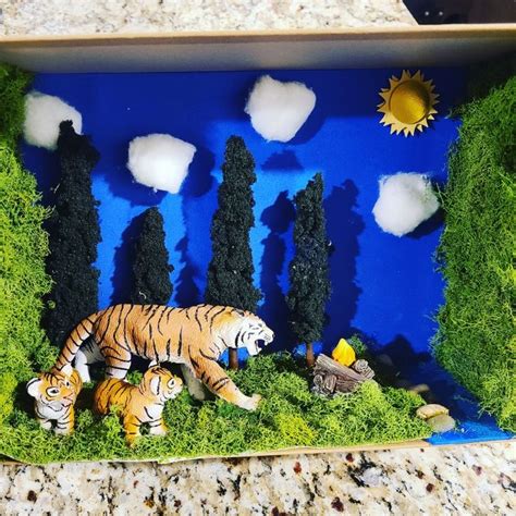 Tiger Habitat Diorama | Tiger habitat, Diorama kids, Rainforest project