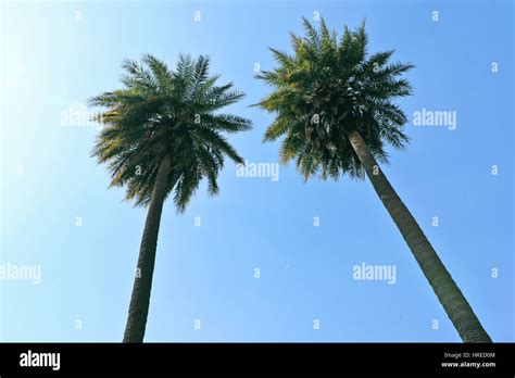 Twins Palm Trees Raised High In The Clear Sky Stock Photo Alamy