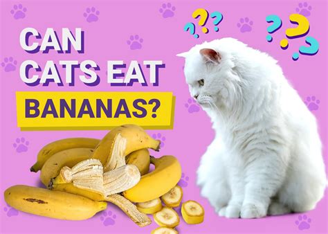 Can Cats Eat Bananas Vet Reviewed Facts And Faq Pangovet