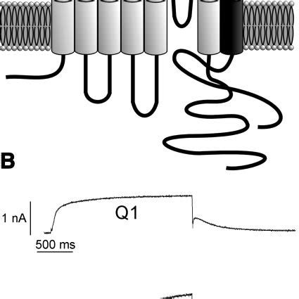 Kcne Coassembles With Kcnq A Putative Membrane Topology Of Kcnq