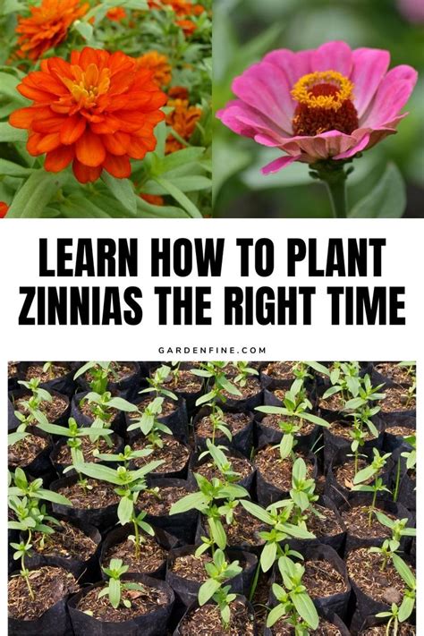 Discover The Perfect Time To Plant Zinnia Seeds In Zinnia