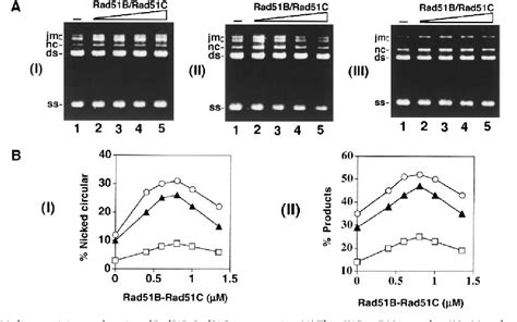 Figure 1 From Mediator Function Of The Human Rad51B Rad51C Complex In