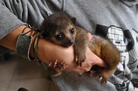 Baby Kinkajous Kinkažu Potos Flavusslatka životinjica O Kojoj Malo