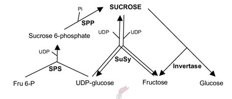 4. Enzymes directly involved in sucrose metabolism. | Download ...