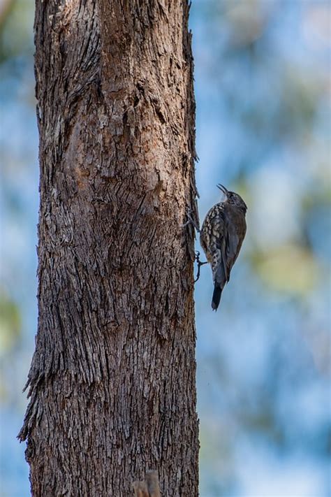 White Throated Treecreeper Bird Free Photo On Pixabay