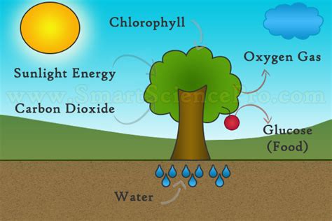 Photosynthesis, Life Originator Of Earth • Smart Science Pro