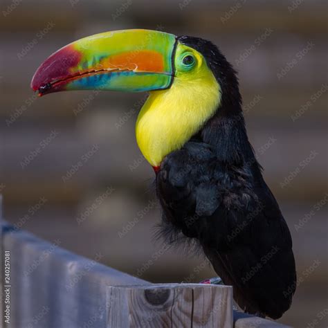 Keel Billed Toucan Ramphastos Sulfuratus Stock Foto Adobe Stock