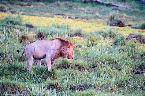 Lion Tries To Leap To Safety As Herd Of Buffalo Charge In Kenya Daily