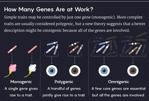 Graphic illustrating the comparison between monogenic, polygenic, and omnigenic traits. | Traits ...