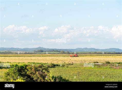 Crop Of Irrigated Rice Plantation Cereal Cultivation In Brazil