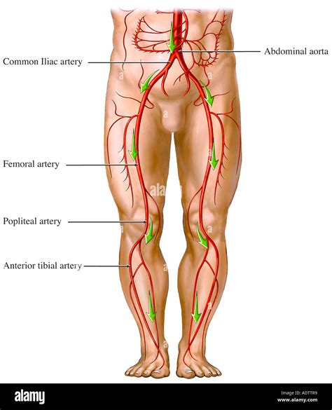 Top 105 Pictures Where Are The Main Arteries In Your Legs Updated