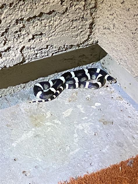 Is this a baby king snake? Located in Surprise, Arizona. : r/snakes