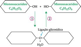 Oligossacarídeos e polissacarídeos Só Biologia