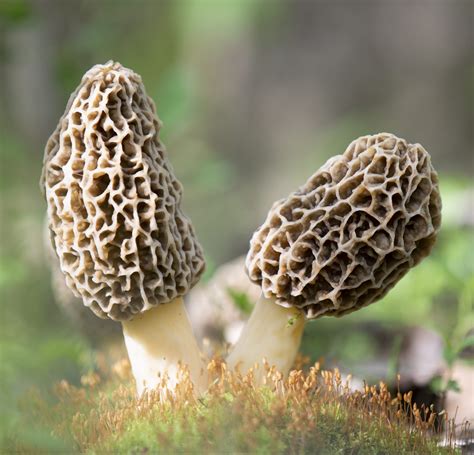 Morel Mushroom Spores | Growing Morels In Your Backyard