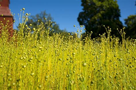 How To Grow Flax Seeds 蜜桃传媒 Secret Supplies