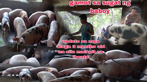 Mabisang Gamot Sa Sugat Ng Baboy Months Old Na Ang Aming Mga Alaga