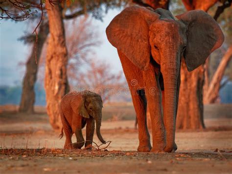 African Bush Elephant Loxodonta Africana Small Baby Elephant With Its