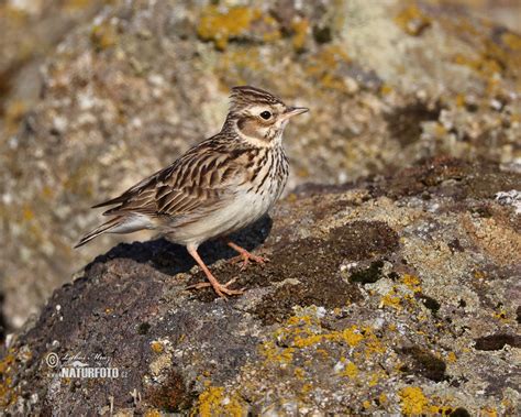 Wood Lark Photos Wood Lark Images Nature Wildlife Pictures Naturephoto