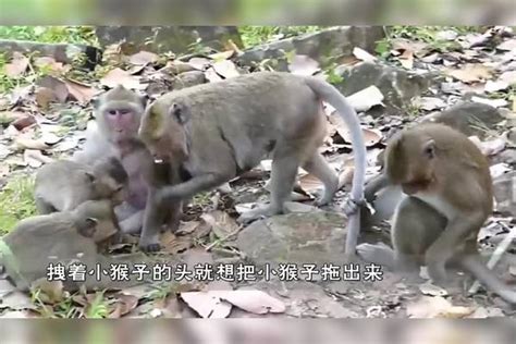 大猴子阻止小猴子喝奶猴子妈妈看到后当场起立走人 猴子 妈妈