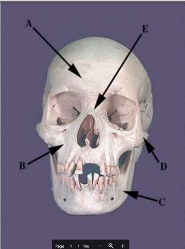 Skull Anatomy Flashcards Quizlet