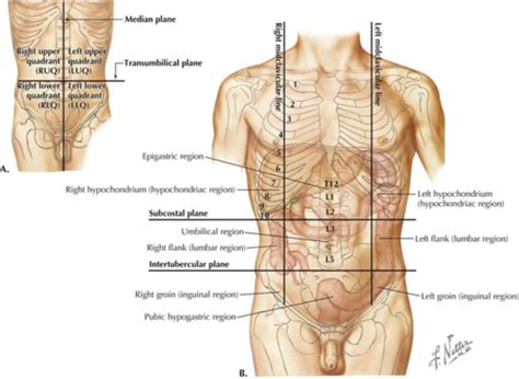 Sectional Anatomy Of The Adbomen Flashcards Quizlet